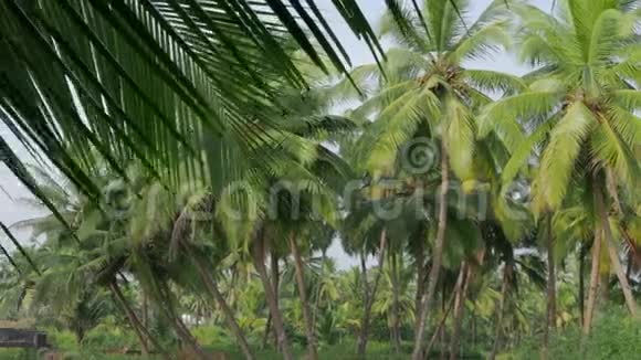 椰子棕榈树美丽的热带背景4K视频的预览图