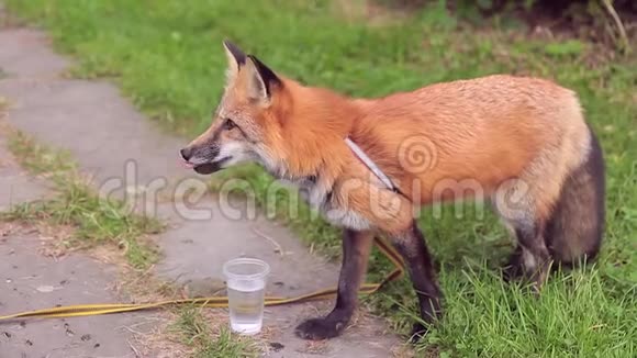 公园里有水的红发毛茸茸的狐狸野生动物皮肤颜色红色尾巴长蓬松口吻长窄视频的预览图