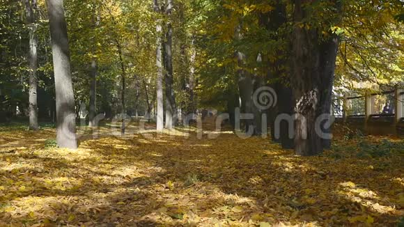 秋天雄性的腿在黄色的落叶上行走人从树叶中走过地毯特写镜头慢动作视频的预览图