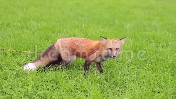 红发狐狸散步在户外吃女主人的美味佳肴视频的预览图