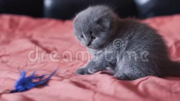 最可爱和好玩的苏格兰褶皱小猫躺在一张床上拍照视频的预览图