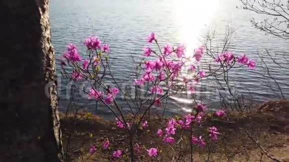 粉红杜鹃花视频的预览图