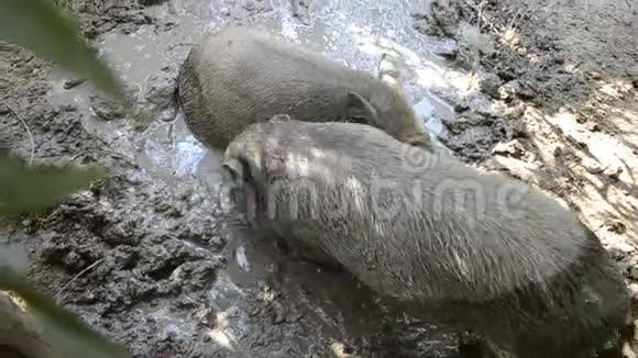 夏天快乐猪一家在农家院子的泥泞中打滚玩耍野猪与越南猪杂交视频的预览图