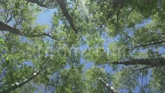 在蓝天的背景下有着年轻的春天叶子的桦树的底部景色摄像机旋转着视频的预览图