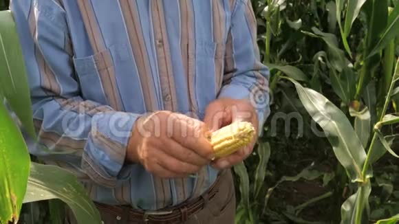 密切关注农民双手在玉米籽粒中的熟度视频的预览图