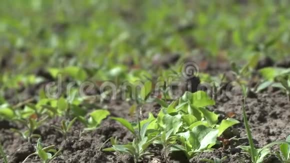种植蔬菜的田地上的床视频的预览图