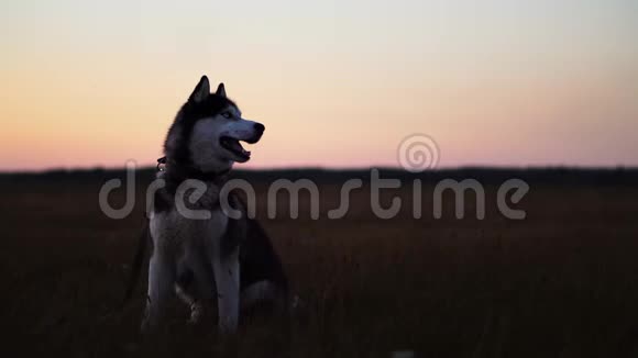 西伯利亚哈士奇蓝眼睛灰白头发坐在草地上日落时眺望远方视频的预览图