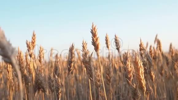 在日出的田野上的小麦穗在夕阳下的黄金时刻麦穗迎风而动30fps视频的预览图