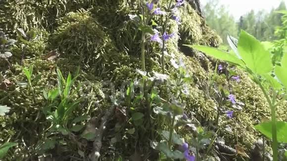 药用植物薄荷或薄荷薄荷希腊薄荷是一个属的植物在科视频的预览图