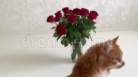猫和一束花视频的预览图