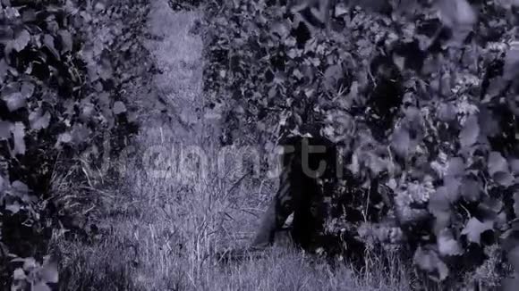 女人在秋天摘葡萄视频的预览图