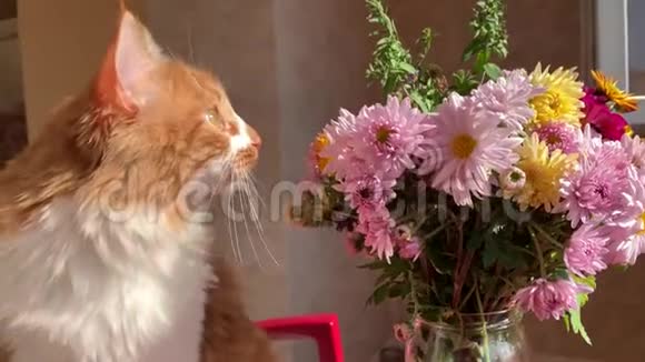 猫和一束花视频的预览图