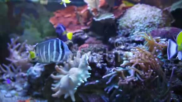 五颜六色的水族馆鱼视频的预览图