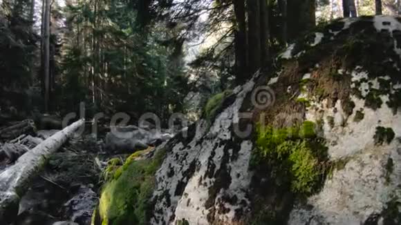 针叶林的性质全景山河流在针叶林中在树上旋转凝视视频的预览图