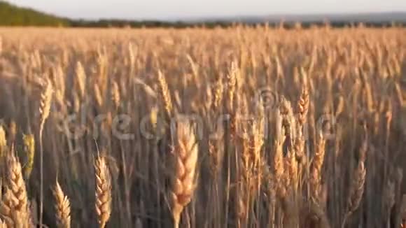 在日出的田野上的小麦穗在夕阳下的黄金时刻麦穗迎风而动30fps视频的预览图