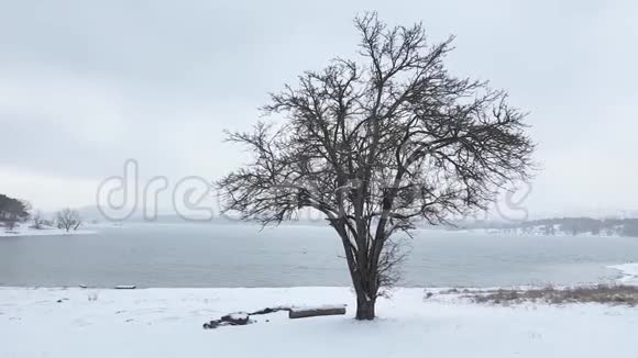 阴天的冬天湖岸上裸露的树木视频的预览图