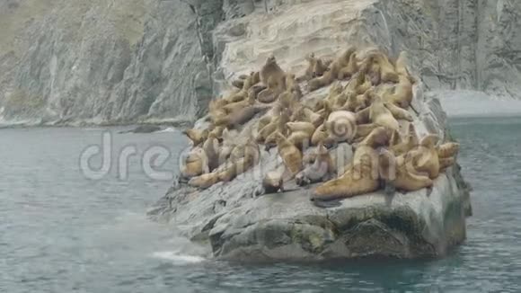 一群海狮在海中的岩石悬崖上北海野生动物和动物视频的预览图