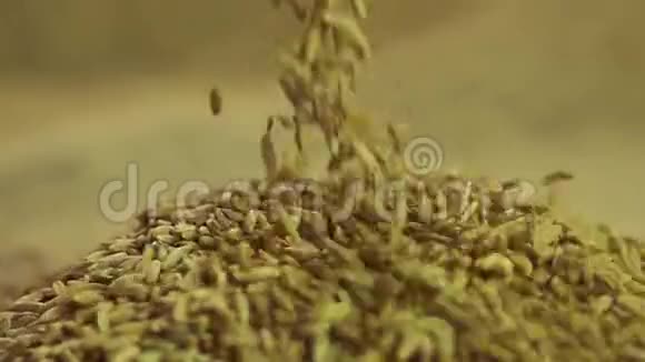在加工企业农业行业中选择黑麦颗粒灌注桩视频的预览图