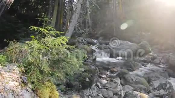 针叶林的性质全景山河流在针叶林中在树上旋转凝视视频的预览图