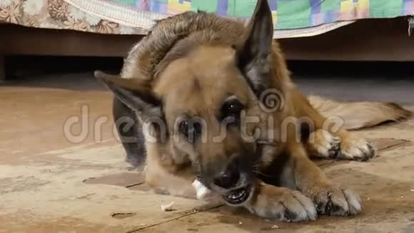 德国牧羊犬啃骨头视频的预览图