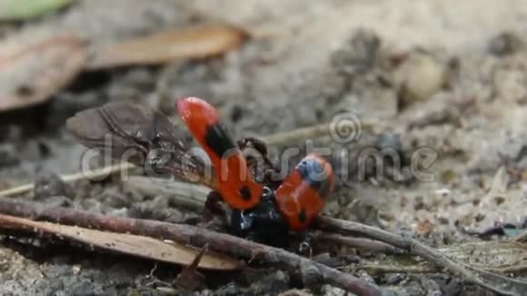 蚂蚁和死虫视频的预览图
