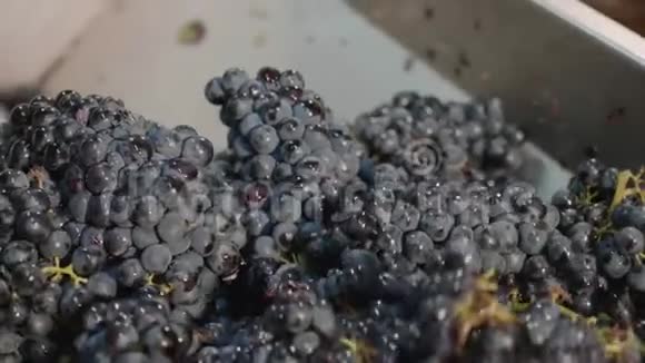 用压力机挤压葡萄在酒庄酿酒特写视频的预览图