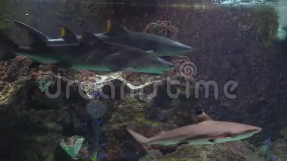 家庭参观海洋馆有鲨鱼的大型水族馆视频的预览图
