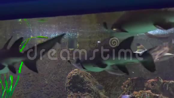 家庭参观海洋馆有鲨鱼的大型水族馆视频的预览图