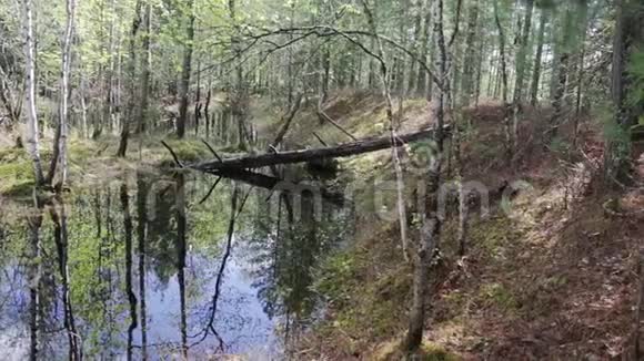 一棵老松树的树干在森林里的泉水中的景色视频的预览图