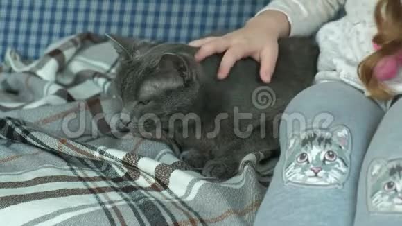 小女孩在沙发上抚摸一只灰色的猫特写的手视频的预览图