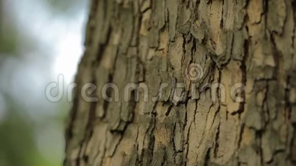 树的树皮很近树的树皮很漂亮枫树的树皮很漂亮视频的预览图