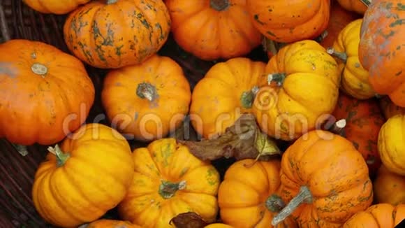 把篮子里的橙色南瓜关上秋天秋天的背景收获与感恩理念慢速高清视频的预览图