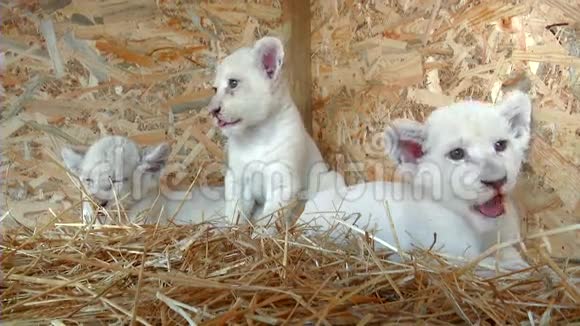 白色狮子幼崽捕食者视频的预览图