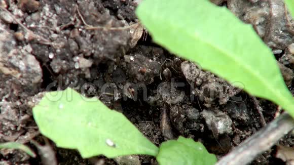 黑色花园蚂蚁视频的预览图