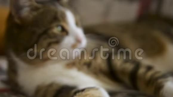禁忌猫清洁和躺在沙发上60FPS高清镜头视频的预览图