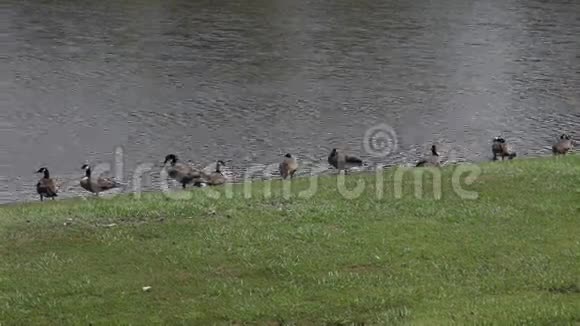 池塘里的鸭子和鹅视频的预览图