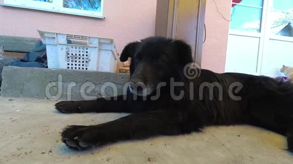 黑狗在房子的阴凉处休息视频的预览图