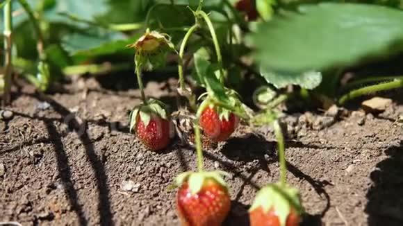 在花园里种草莓浆果背景视频的预览图
