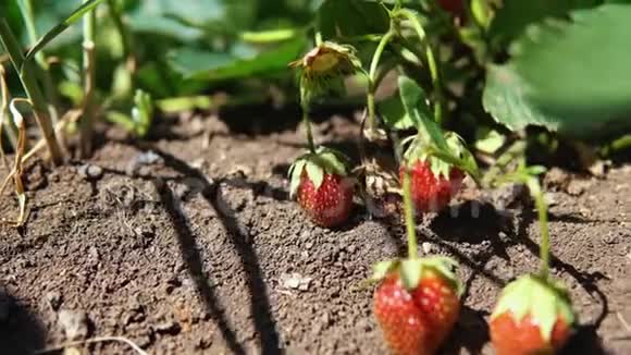 在花园里种草莓浆果背景视频的预览图