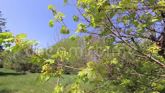 春天风中枫树的年轻绿叶视频的预览图