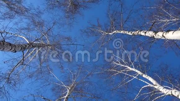 冬日阳光明媚的白桦树视频的预览图