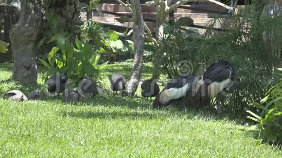 喜鹊鹅或青草上的黑白鸟视频的预览图