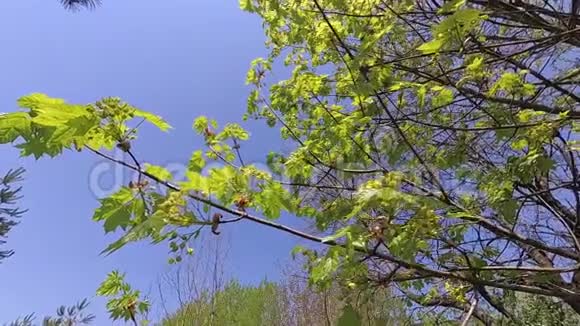 春天风中枫树的年轻绿叶视频的预览图