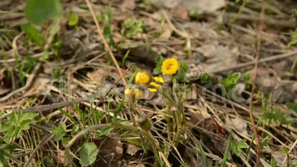 高脚图西拉戈法法拉黄的春天花药用植物春初开花视频的预览图