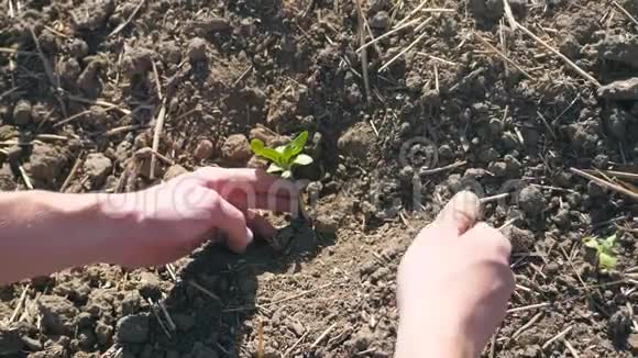 夏季农民的雄性手在地上种植向日葵的绿色芽关心小孩的年轻人视频的预览图