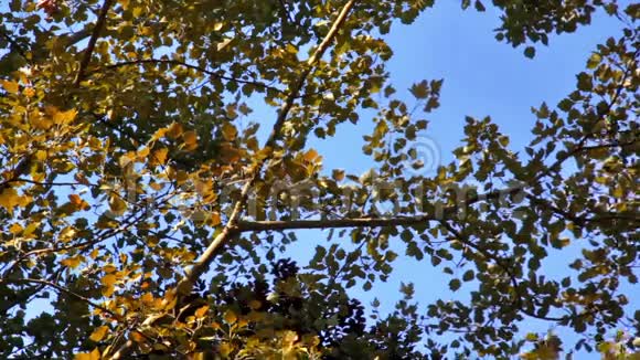 秋天的树视频的预览图