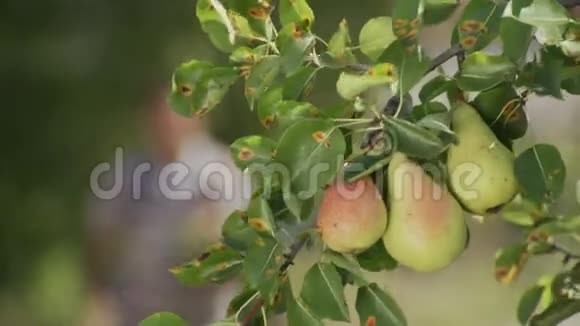 一个男工人从果园里的一棵树上摘一个成熟的梨视频的预览图