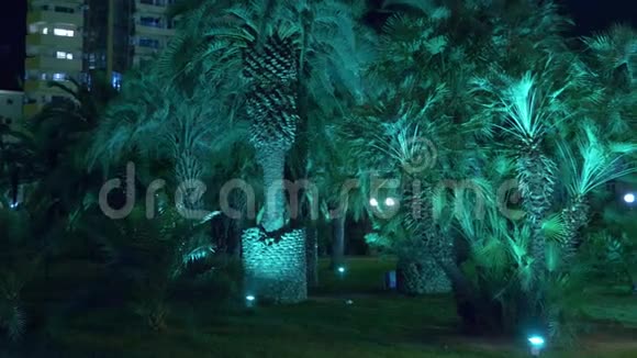 夜间热带公园与棕榈树在度假小镇与夜间照明4k视频的预览图
