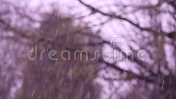冬季公园内的降雪背景为轻微散焦的树木视频的预览图