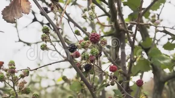 野生黑莓成熟和未成熟的浆果在荆棘丛视频的预览图